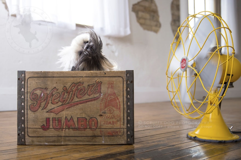 These dogs are enthusiastic about fans