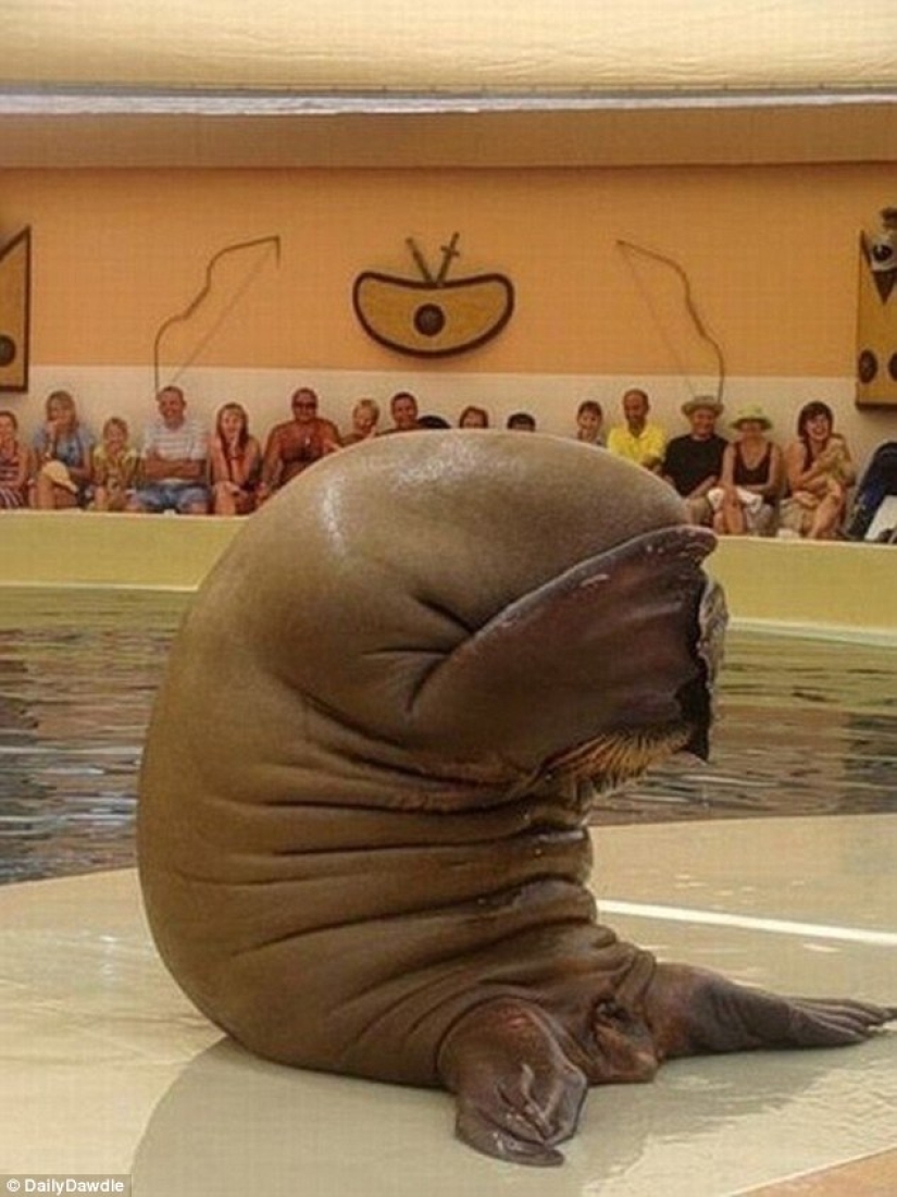 These poor animals look like they have a severe hangover