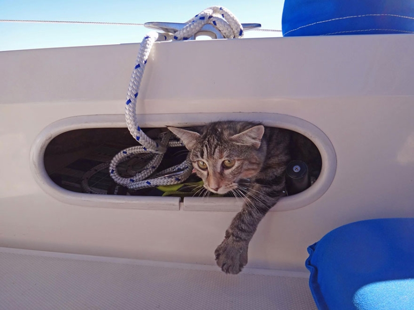 These two left everything and went traveling — with their cat