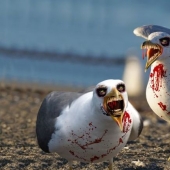 "They are ready for anything": in Britain, "zombie seagulls" rob drug addicts