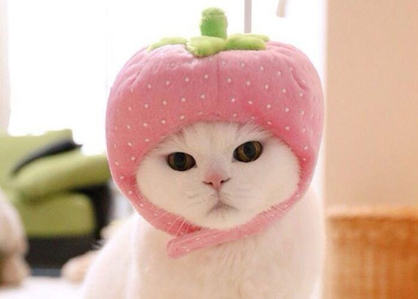 This 17-year-old cat is Japan's laziest internet star This 17-year-old cat is Japan's laziest internet star