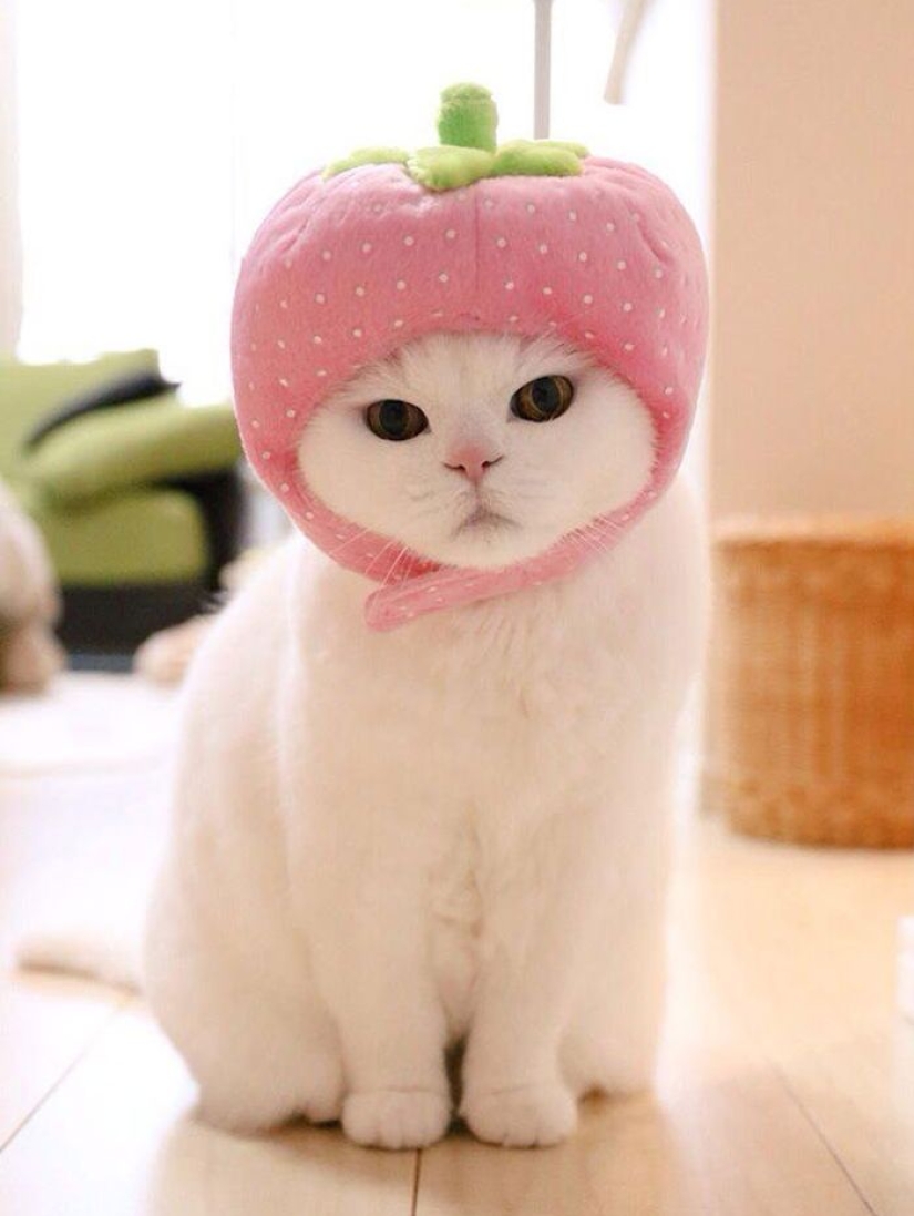 This 17-year-old cat is Japan's laziest internet star This 17-year-old cat is Japan's laziest internet star