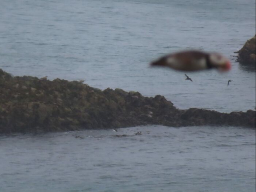 This Facebook Group Is Dedicated To Hilariously Bad Attempts At Photographing Birds
