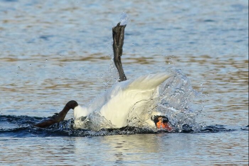 This Facebook Group Is Dedicated To Hilariously Bad Attempts At Photographing Birds