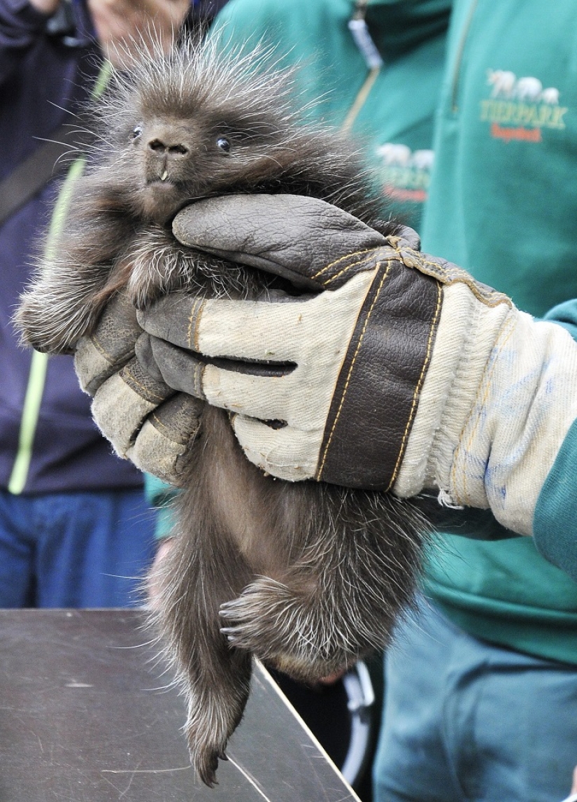 This porcupine is wild