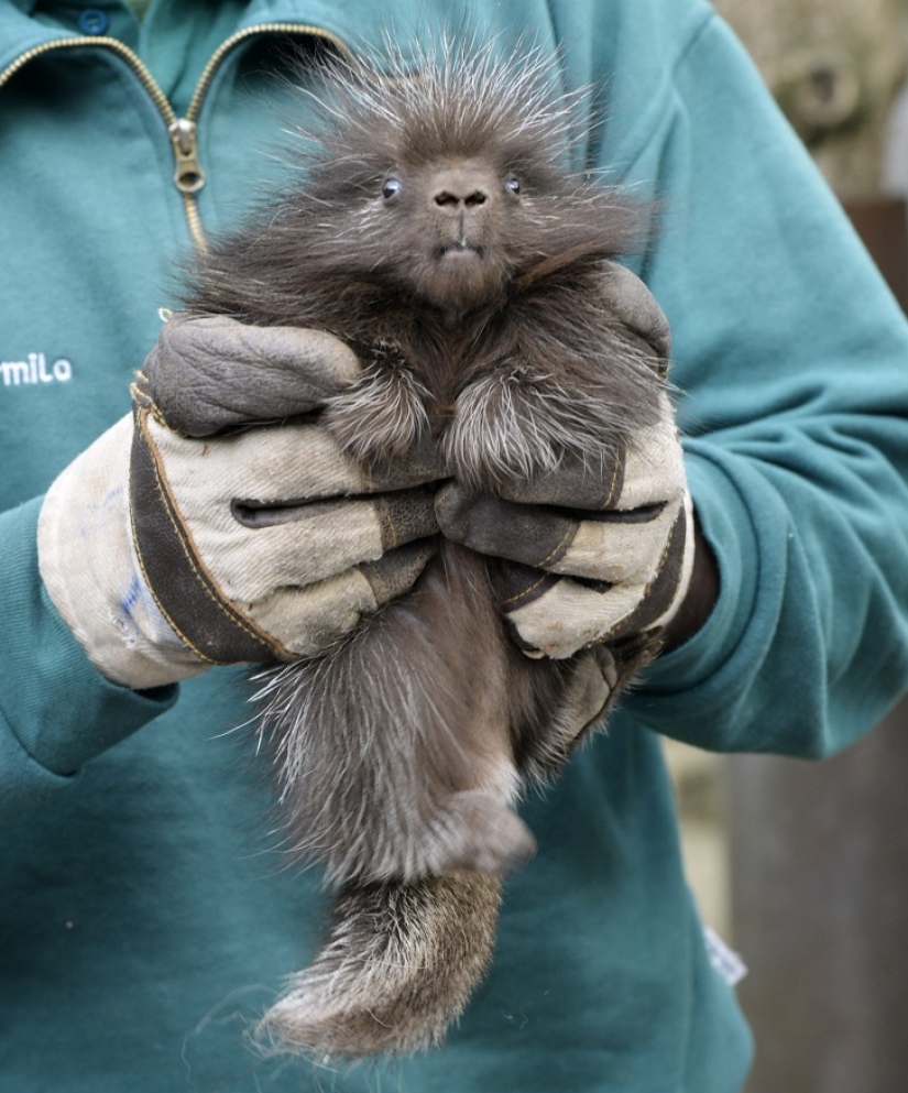This porcupine is wild