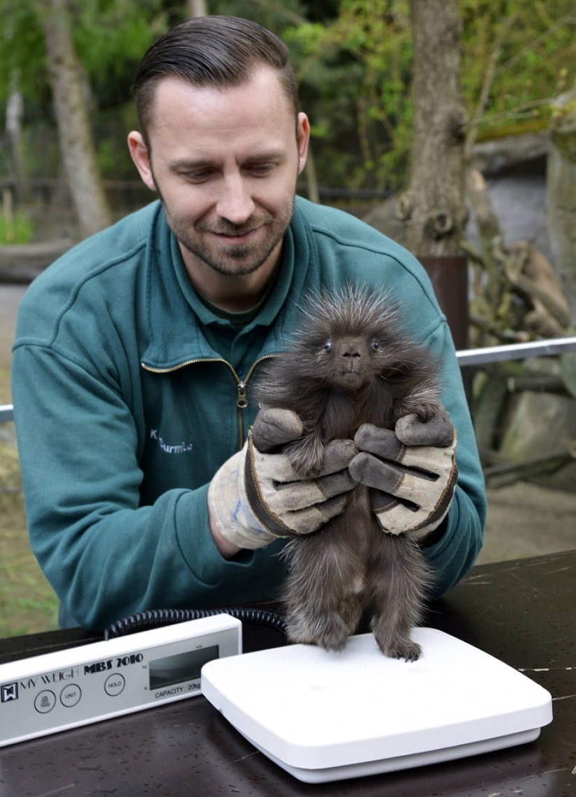 This porcupine is wild
