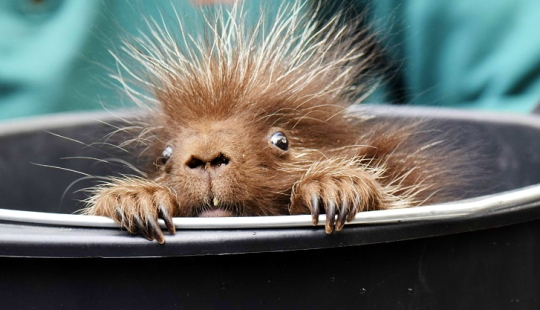 This porcupine is wild