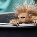 This porcupine is wild This porcupine is wild