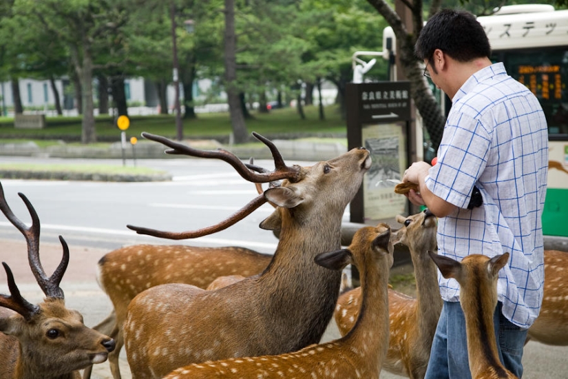 Thousands of deer flood the streets of a Japanese city