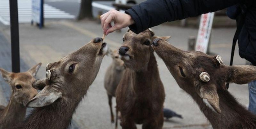 Thousands of deer flood the streets of a Japanese city
