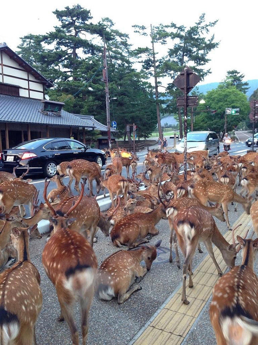 Thousands of deer flood the streets of a Japanese city