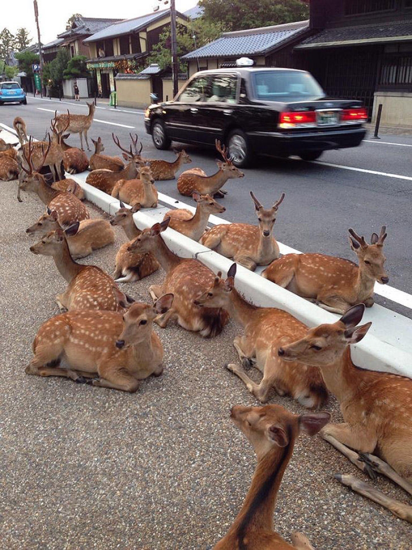 Thousands of deer flood the streets of a Japanese city