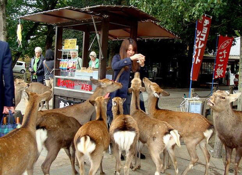 Thousands of deer flood the streets of a Japanese city