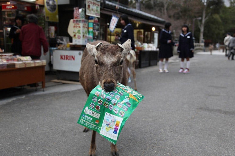 Thousands of deer flood the streets of a Japanese city