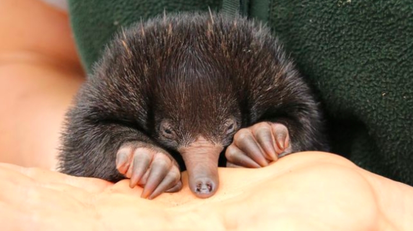 Three little echidnas were born in captivity for the first time in 29 years Three little echidnas were born in captivity for the first time in 29 years