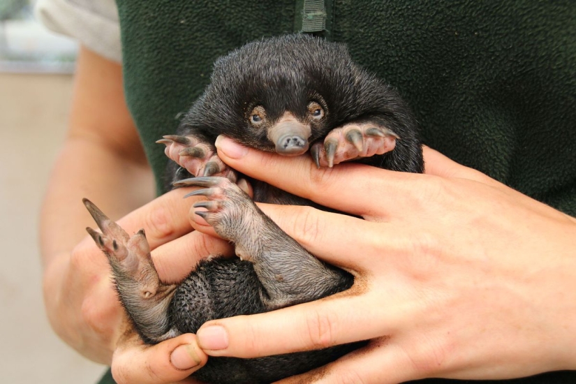 Three little echidnas were born in captivity for the first time in 29 years Three little echidnas were born in captivity for the first time in 29 years