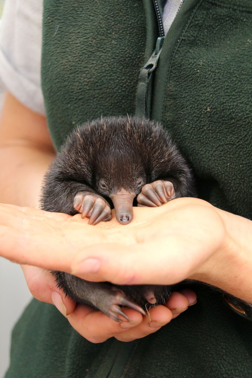 Three little echidnas were born in captivity for the first time in 29 years Three little echidnas were born in captivity for the first time in 29 years