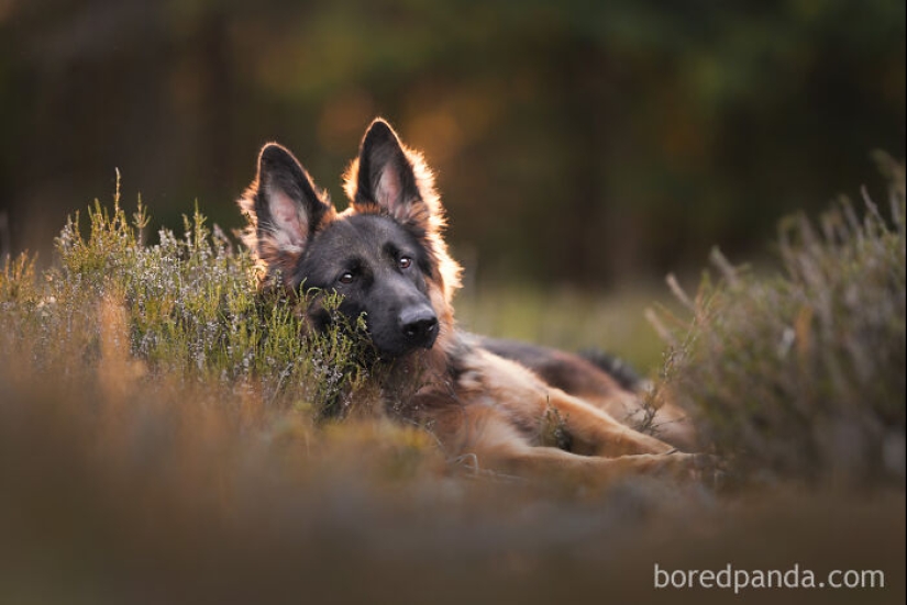 Through The Lens Of A Dog Lover: 15 Of My Favorite Photographs I Took