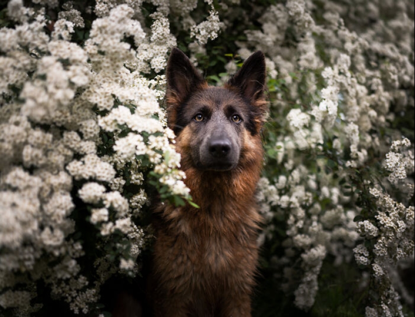 Through The Lens Of A Dog Lover: 15 Of My Favorite Photographs I Took