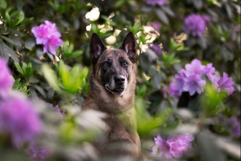 Through The Lens Of A Dog Lover: 15 Of My Favorite Photographs I Took