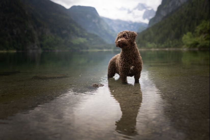 Through The Lens Of A Dog Lover: 15 Of My Favorite Photographs I Took