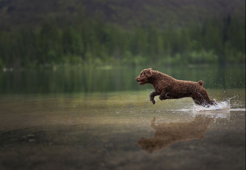 Through The Lens Of A Dog Lover: 15 Of My Favorite Photographs I Took