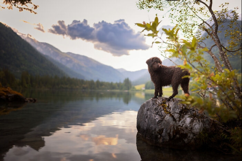 Through The Lens Of A Dog Lover: 15 Of My Favorite Photographs I Took