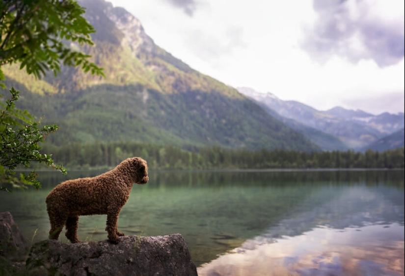 Through The Lens Of A Dog Lover: 15 Of My Favorite Photographs I Took