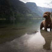 Through The Lens Of A Dog Lover: 15 Of My Favorite Photographs I Took Through The Lens Of A Dog Lover: 15 Of My Favorite Photographs I Took