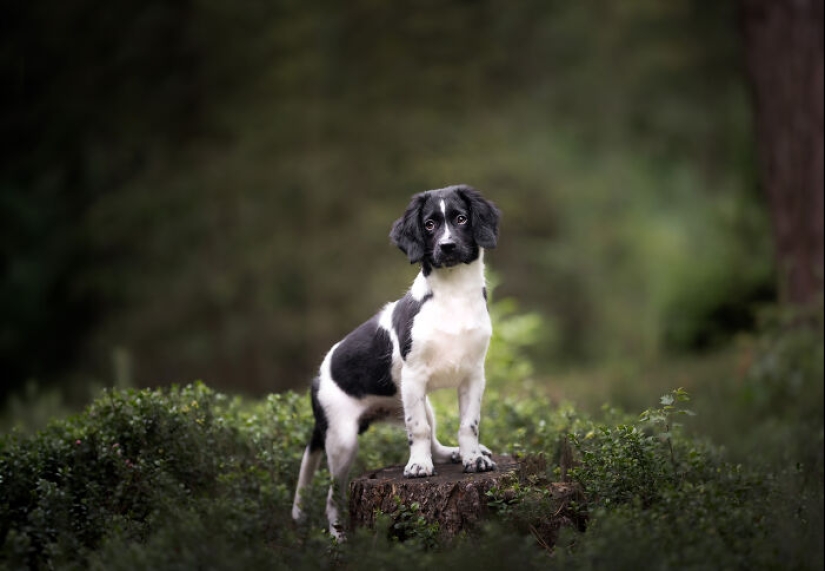 Through The Lens Of A Dog Lover: 15 Of My Favorite Photographs I Took