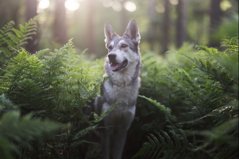 Through The Lens Of A Dog Lover: 15 Of My Favorite Photographs I Took