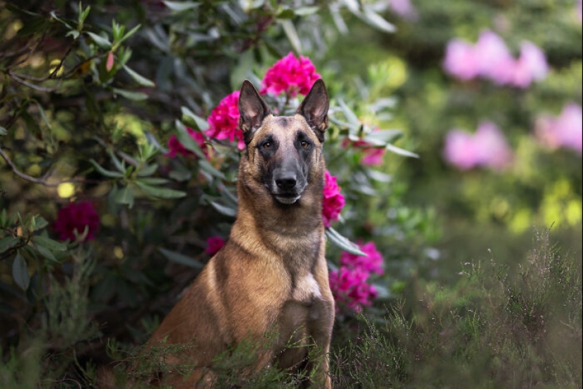 Through The Lens Of A Dog Lover: 15 Of My Favorite Photographs I Took