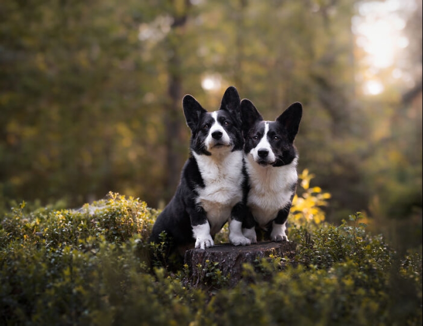 Through The Lens Of A Dog Lover: 15 Of My Favorite Photographs I Took