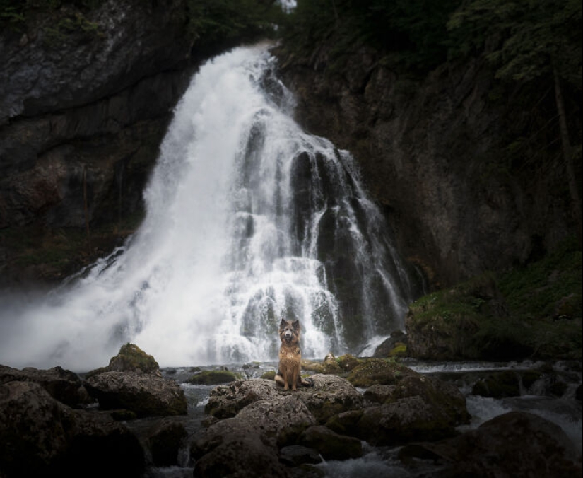 Through The Lens Of A Dog Lover: 15 Of My Favorite Photographs I Took