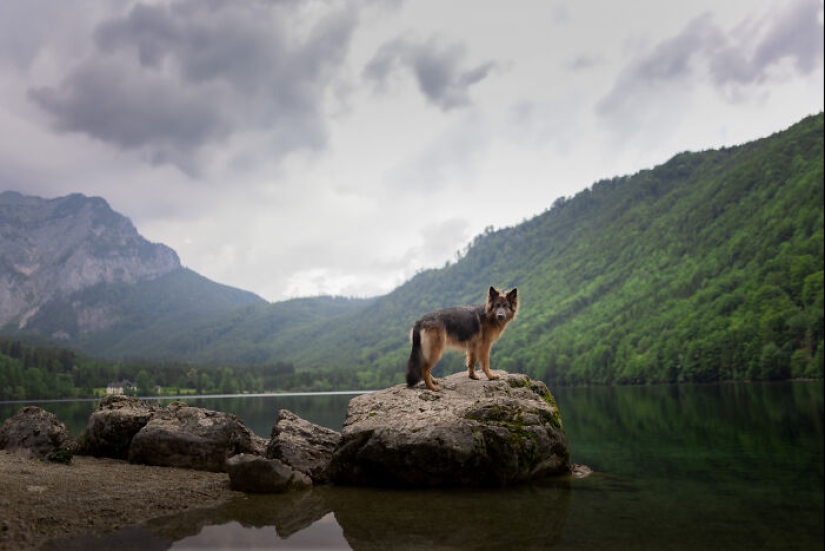 Through The Lens Of A Dog Lover: 15 Of My Favorite Photographs I Took