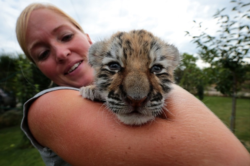 Tiger cub abandoned by mother is raised by dogs