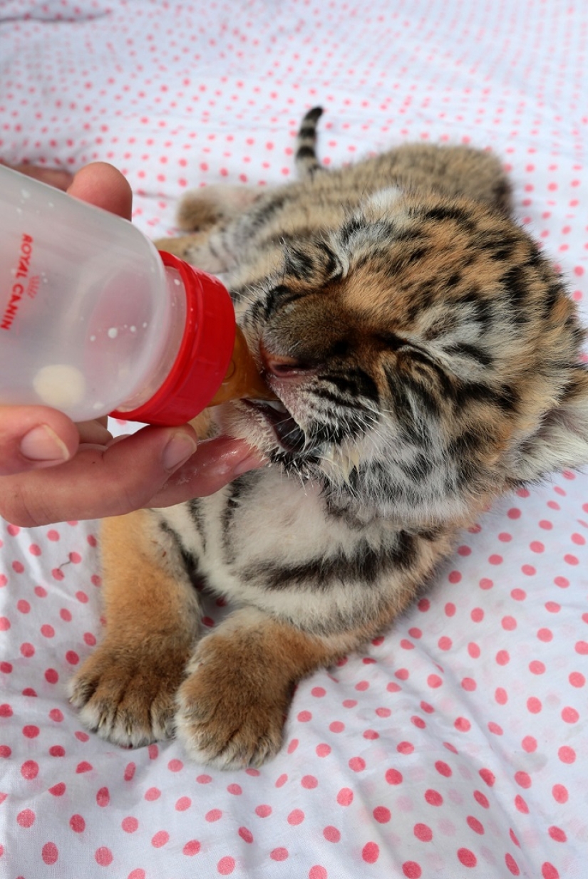 Tiger cub abandoned by mother is raised by dogs