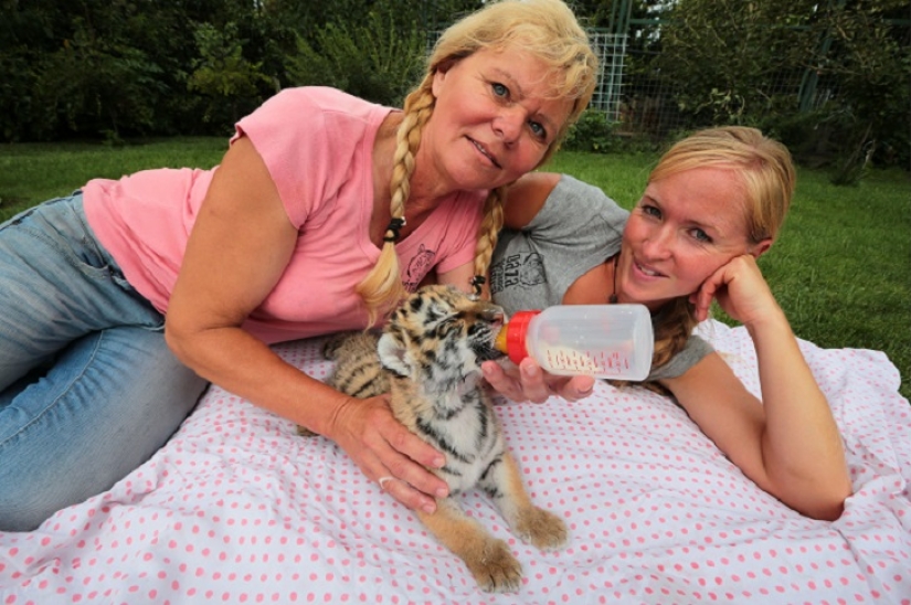 Tiger cub abandoned by mother is raised by dogs