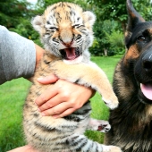 Tiger cub abandoned by mother is raised by dogs