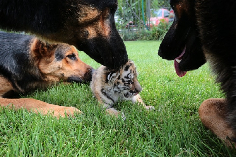 Tiger cub abandoned by mother is raised by dogs