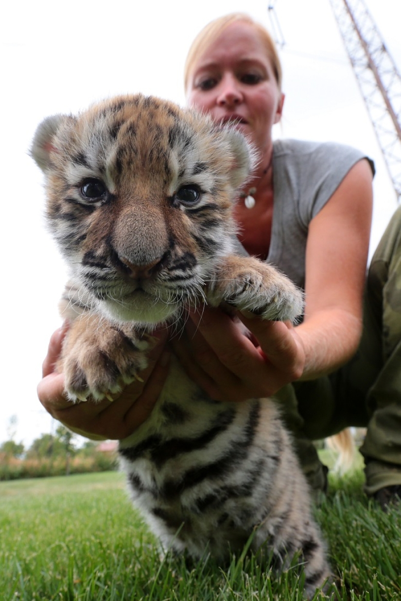 Tiger cub abandoned by mother is raised by dogs