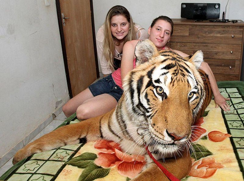 Tiger instead of a pet: 7 predators live in a Brazilian family Tiger instead of a pet: 7 predators live in a Brazilian family