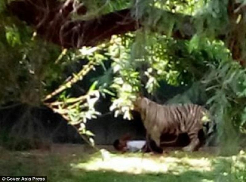 Tigre blanco mata a joven en zoológico indio
