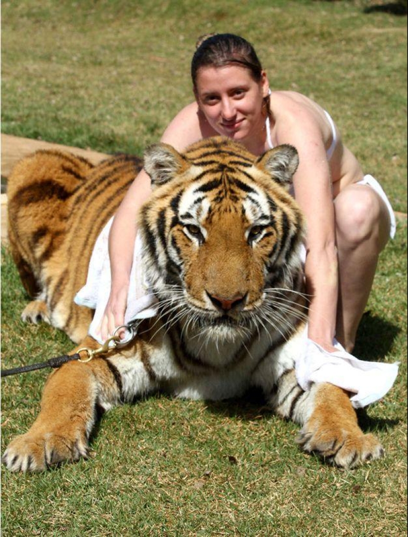 Tigre en lugar de mascota: 7 depredadores viven en una familia brasileña