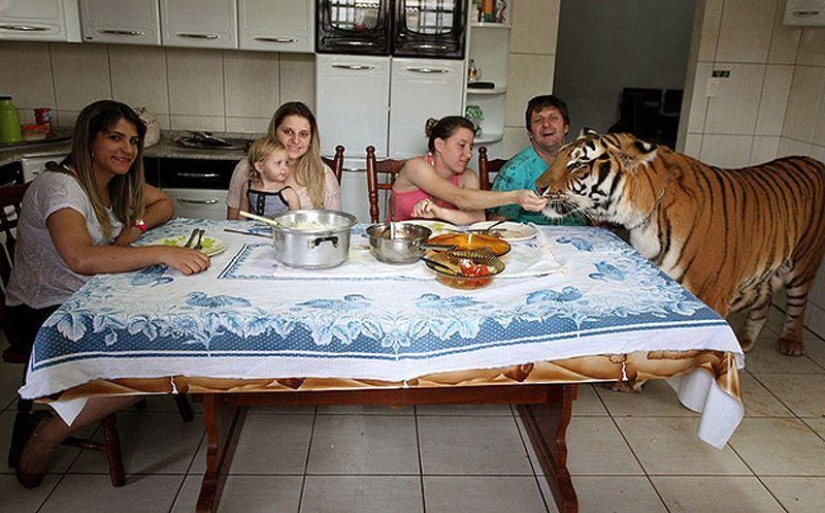 Tigre en lugar de mascota: 7 depredadores viven en una familia brasileña