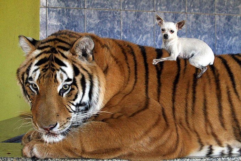 Tigre en lugar de mascota: 7 depredadores viven en una familia brasileña