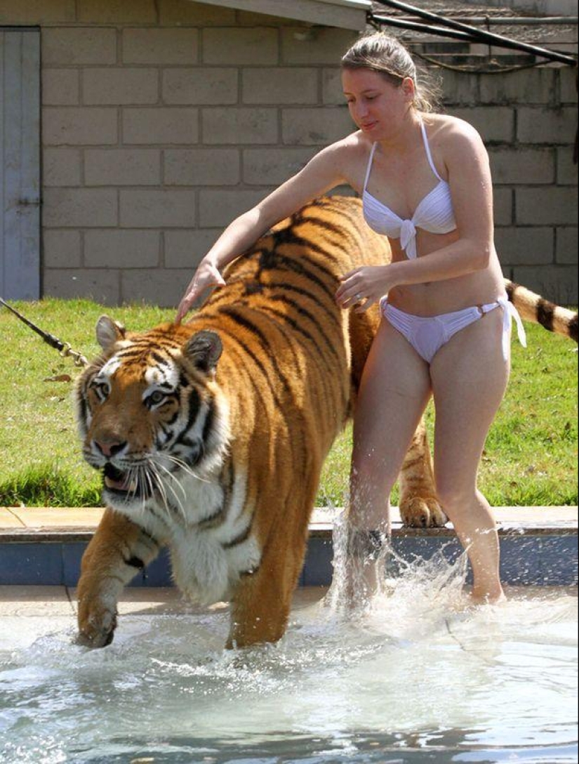 Tigre en lugar de mascota: 7 depredadores viven en una familia brasileña