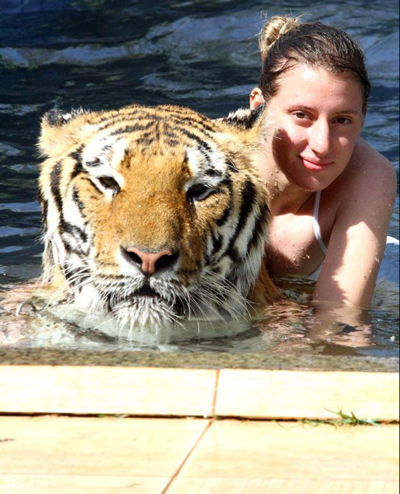 Tigre en lugar de mascota: 7 depredadores viven en una familia brasileña