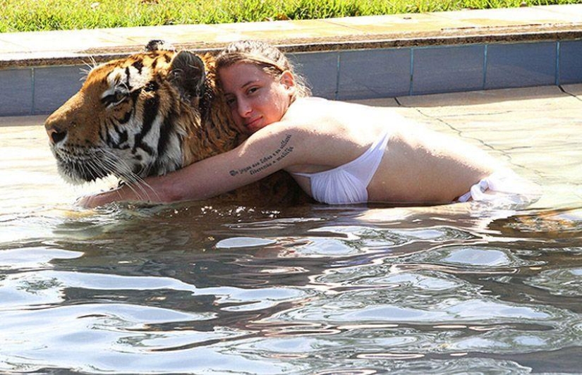 Tigre en lugar de mascota: 7 depredadores viven en una familia brasileña Tigre en lugar de mascota: 7 depredadores viven en una familia brasileña